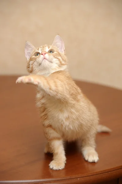 Gatinho de gengibre — Fotografia de Stock