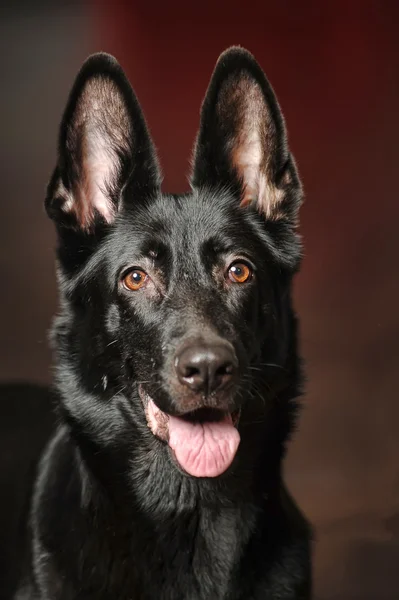 Black german sheepdog portrait — Stock Photo, Image