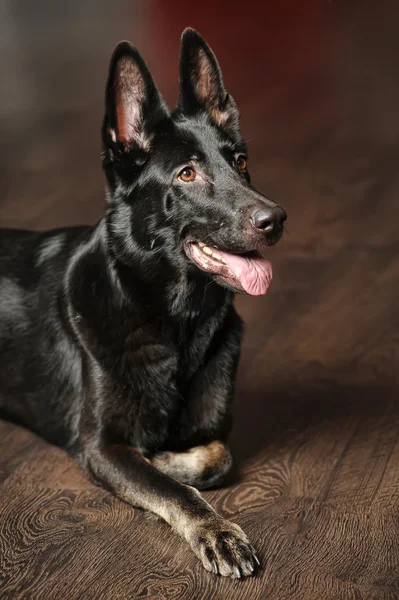 Siyah Alman çoban köpeği portre — Stok fotoğraf