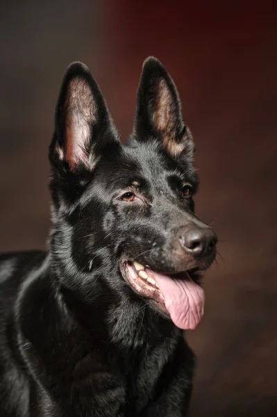 Nero tedesco cane pastore ritratto — Foto Stock