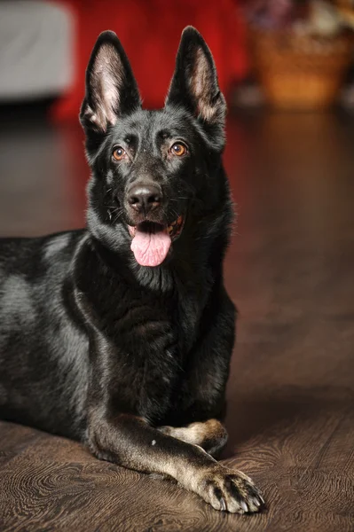 Retrato de perro pastor alemán negro — Foto de Stock