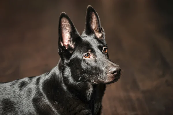 Retrato de cão pastor alemão preto — Fotografia de Stock