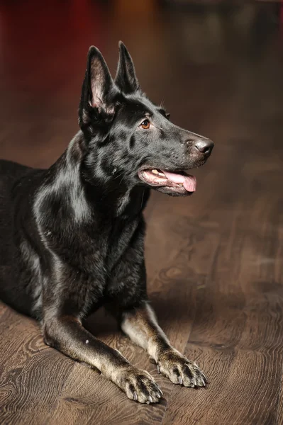 黑德国牧羊犬的肖像 — 图库照片