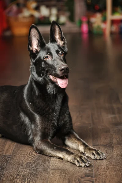 Siyah Alman çoban köpeği portre — Stok fotoğraf
