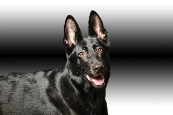 Retrato de cão pastor alemão preto — Fotografia de Stock