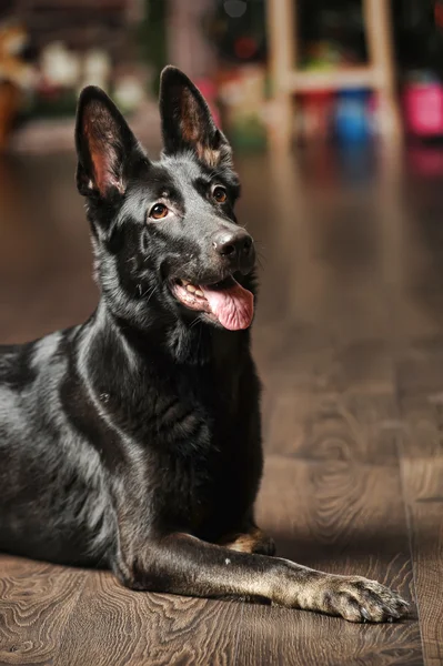 黒ドイツ牧羊犬の肖像画 — ストック写真