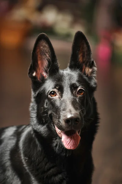 Portrait de chien de berger allemand noir — Photo