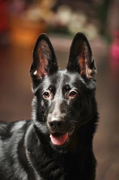 Μαύρο γερμανικό τσοπανόσκυλο πορτρέτο — Φωτογραφία Αρχείου