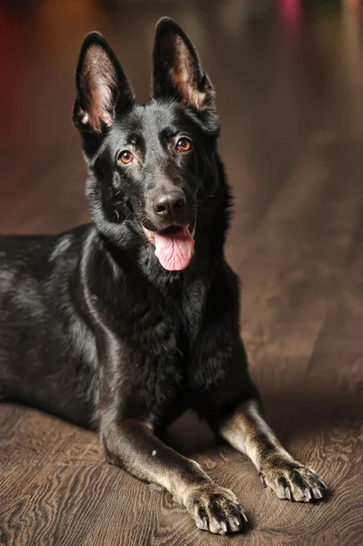 黑德国牧羊犬的肖像 — 图库照片