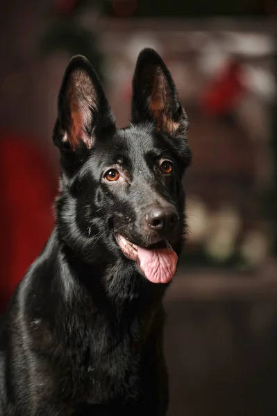 Retrato de cão pastor alemão preto — Fotografia de Stock