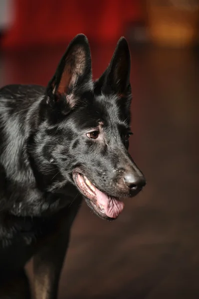 Retrato de perro pastor alemán negro —  Fotos de Stock