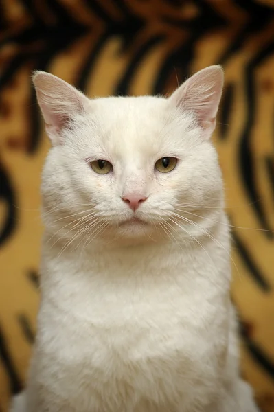 Білий кіт — стокове фото