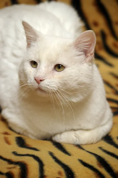 Witte kat — Stockfoto