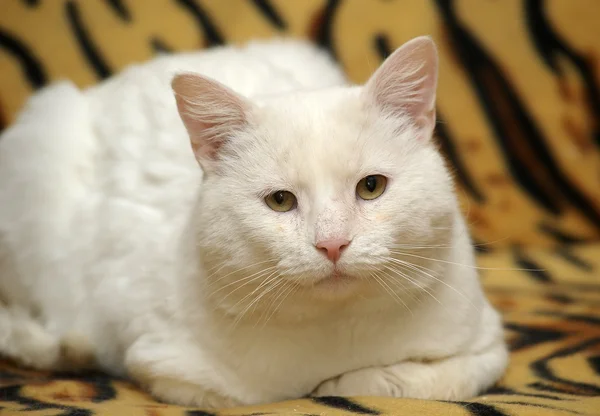 Fehér macska — Stock Fotó