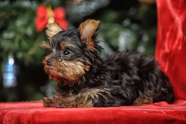 Cucciolo di York — Foto Stock