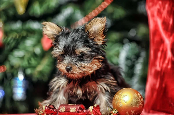 Filhote de cachorro York no fundo de Natal — Fotografia de Stock