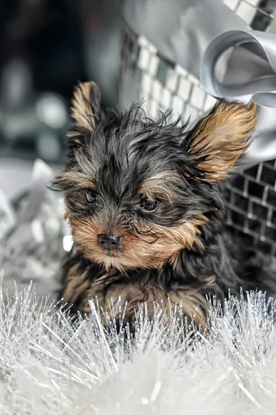 Cucciolo di York — Foto Stock