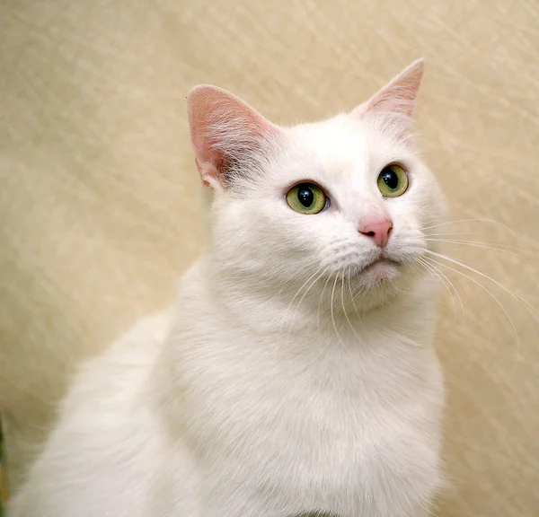 Гарний білий кіт — стокове фото