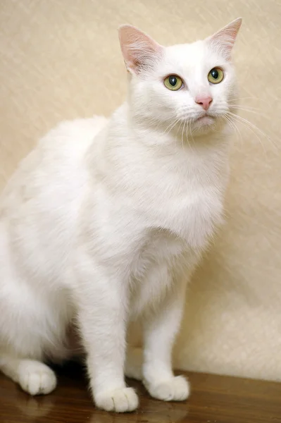 Όμορφη λευκή γάτα — Φωτογραφία Αρχείου