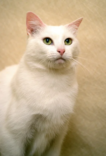 Gato branco bonito — Fotografia de Stock