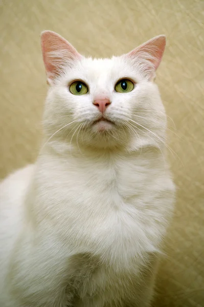 아름 다운 흰 고양이 — 스톡 사진