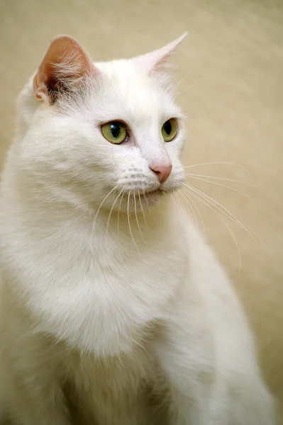 Красивый белый кот — стоковое фото