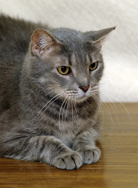 灰色条纹的猫 — 图库照片