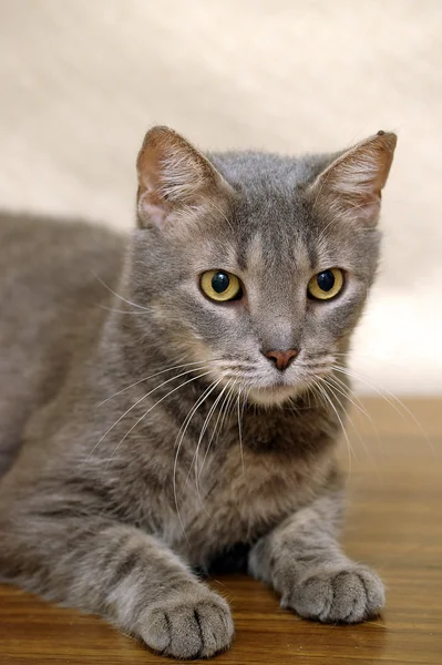 Grau gestreifte Katze — Stockfoto