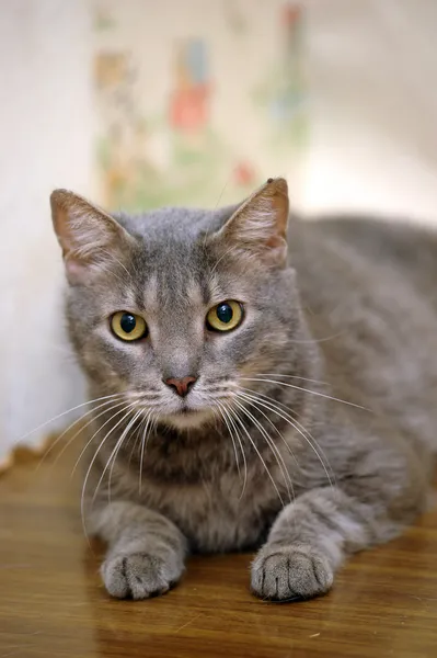 灰色条纹的猫 — 图库照片