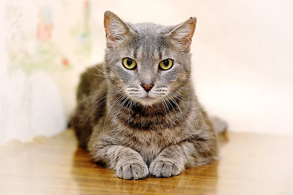 Gato gris rayado — Foto de Stock