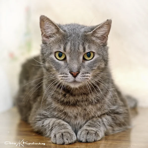 Gato gris rayado —  Fotos de Stock