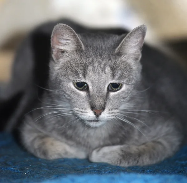 Gray striped cat — Stock Photo, Image