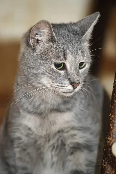 Gray striped cat — Stock Photo, Image