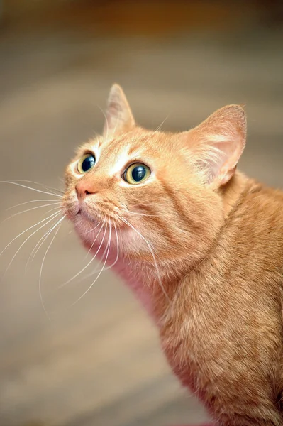 Gato de gengibre — Fotografia de Stock