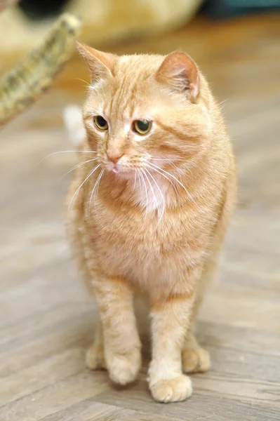 Рыжая кошка — стоковое фото