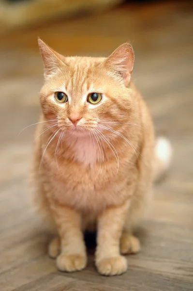 Gato de gengibre — Fotografia de Stock