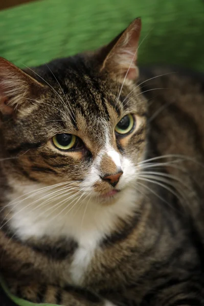 Gato — Foto de Stock