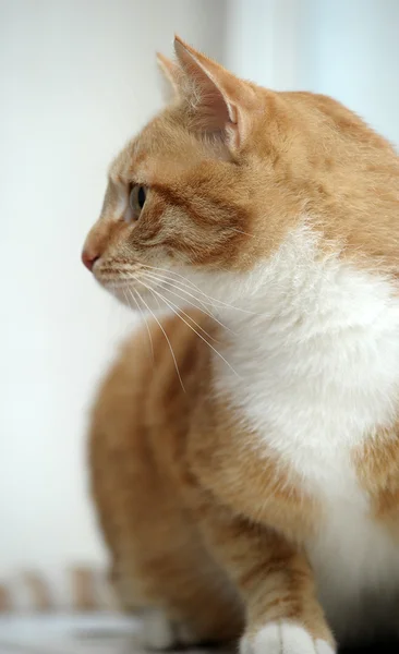 Hermoso gato con un pecho blanco — Foto de Stock