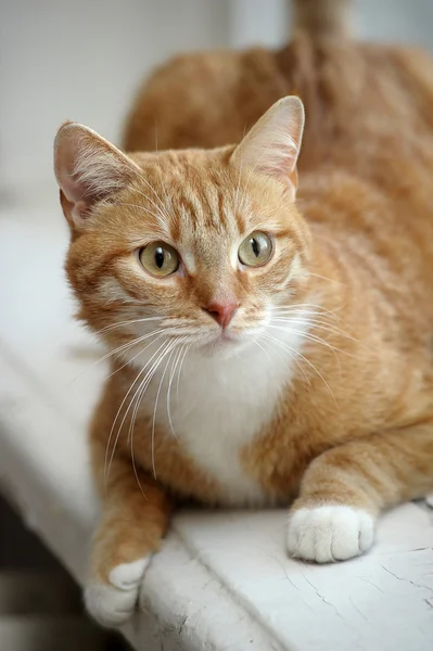 Cat with a white breast — Stock Photo, Image