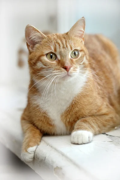 Cat with a white breast — Stock Photo, Image