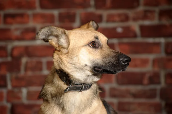 Street dog — Stock Photo, Image