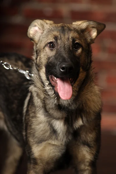 Gray mongrel puppy — Stock Photo, Image