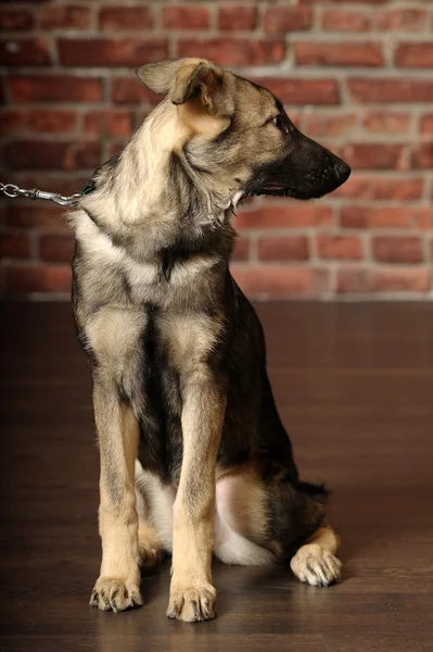 Gray mongrel puppy — Stock Photo, Image