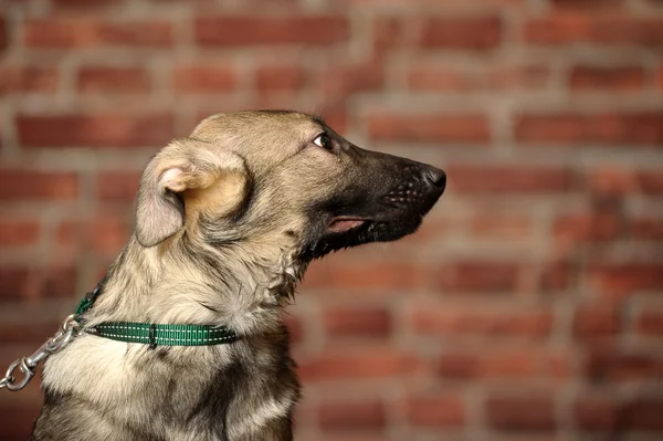 Cachorro de mestizo gris — Foto de Stock