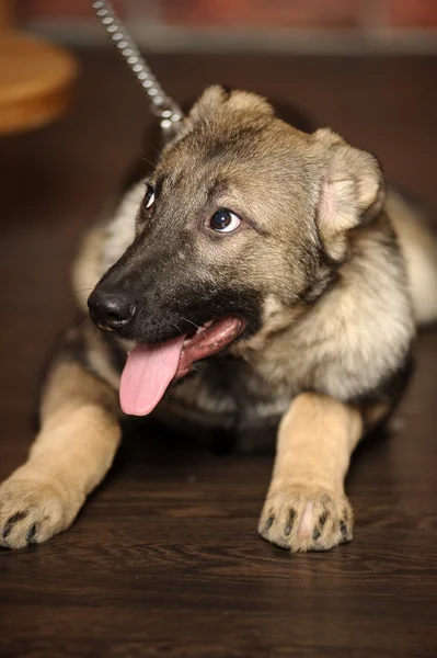 Gray mongrel puppy — Stock Photo, Image