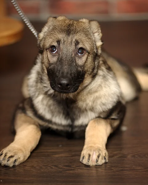 Gray mongrel puppy — Stock Photo, Image