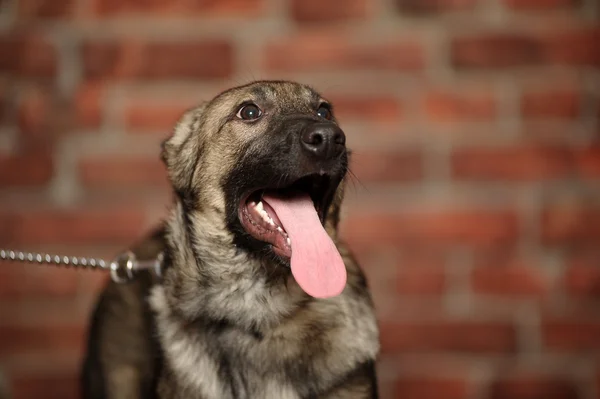 Gray mongrel puppy — Stock Photo, Image