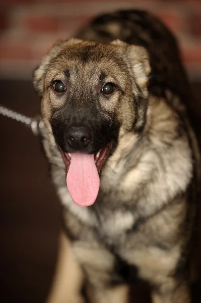 Filhote de cachorro mestiço cinza — Fotografia de Stock