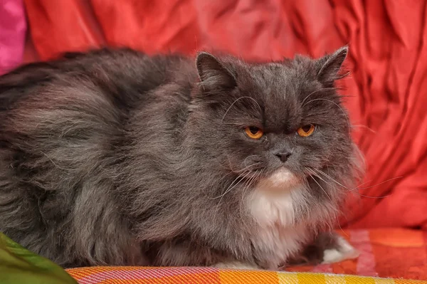 Gato persa gris y blanco — Foto de Stock