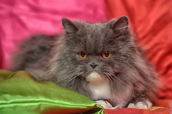 Gato persa gris y blanco — Foto de Stock